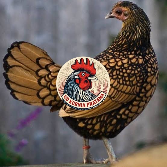 Telur ayam serama / kate batik italy kanada fertil asli siap tetas UD KURNIA PRATAMA