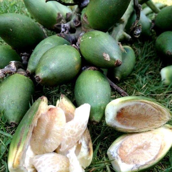 buah jambe pinang muda 1kg