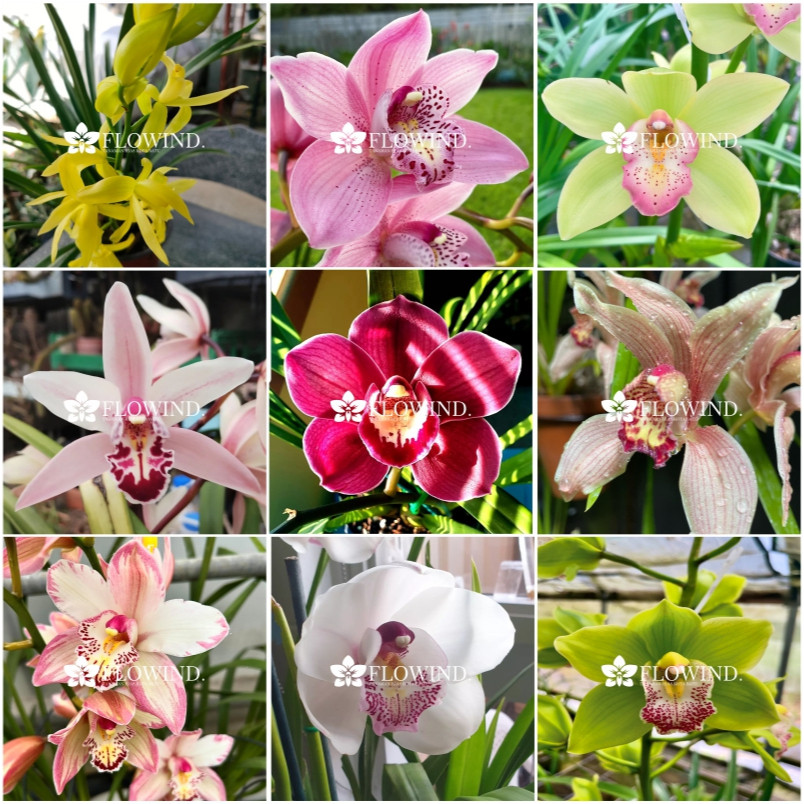 Bunga Anggrek Cymbidium aussie dewasa siap berbunga anggrek tanah berbagai macam warna