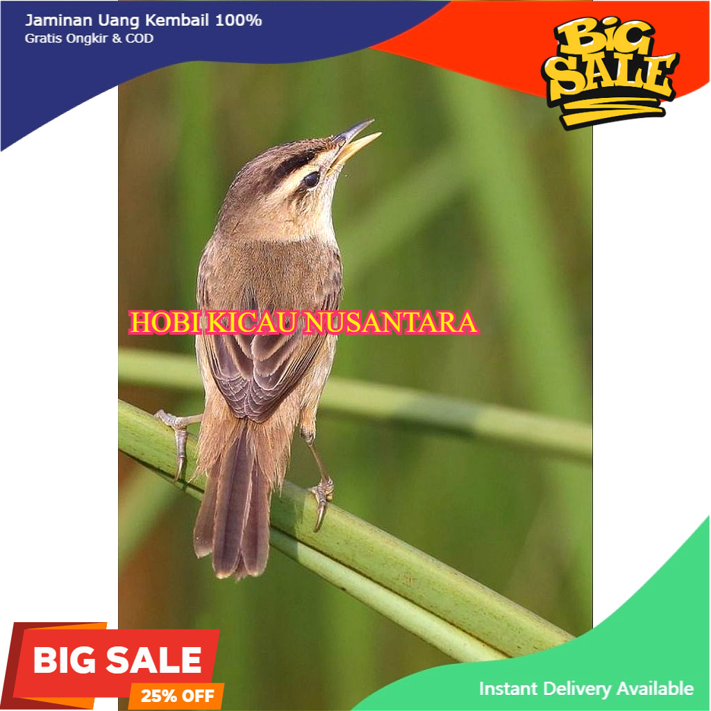 Kerak Basi Alis Hitam Pilihan Sehat Mulus