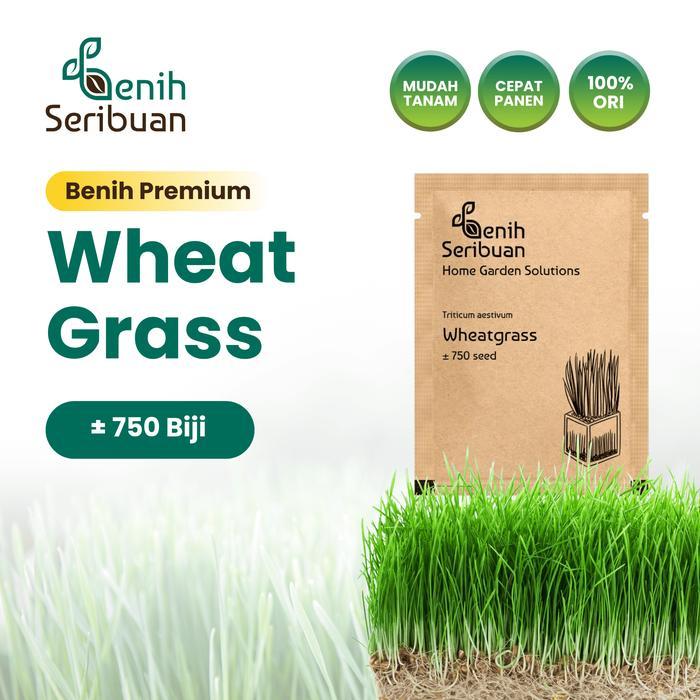 Benih Wheatgrass Rumput Kucing Unggul Premium - Benih Seribuan - PREM WHEATGRASS