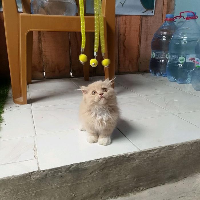 kucing munchkin gaelic fold longhair/kucing cebol scotish fold/kucing kaki pendek single fold