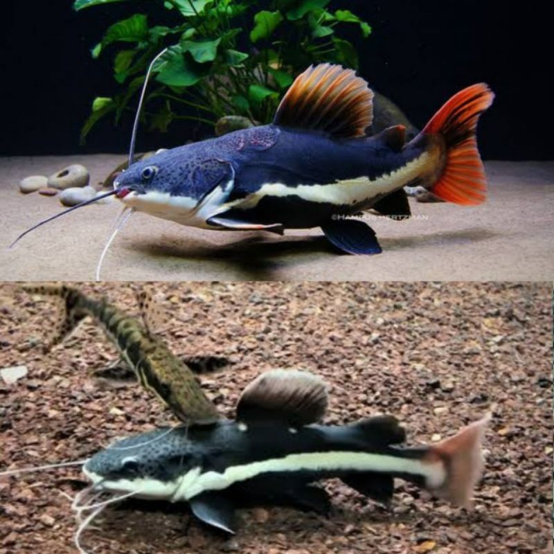 ikan RTC red tail catfish / ikan redtail catfish / ikan hias RTC catfish red / ikan hias rtc  redtai