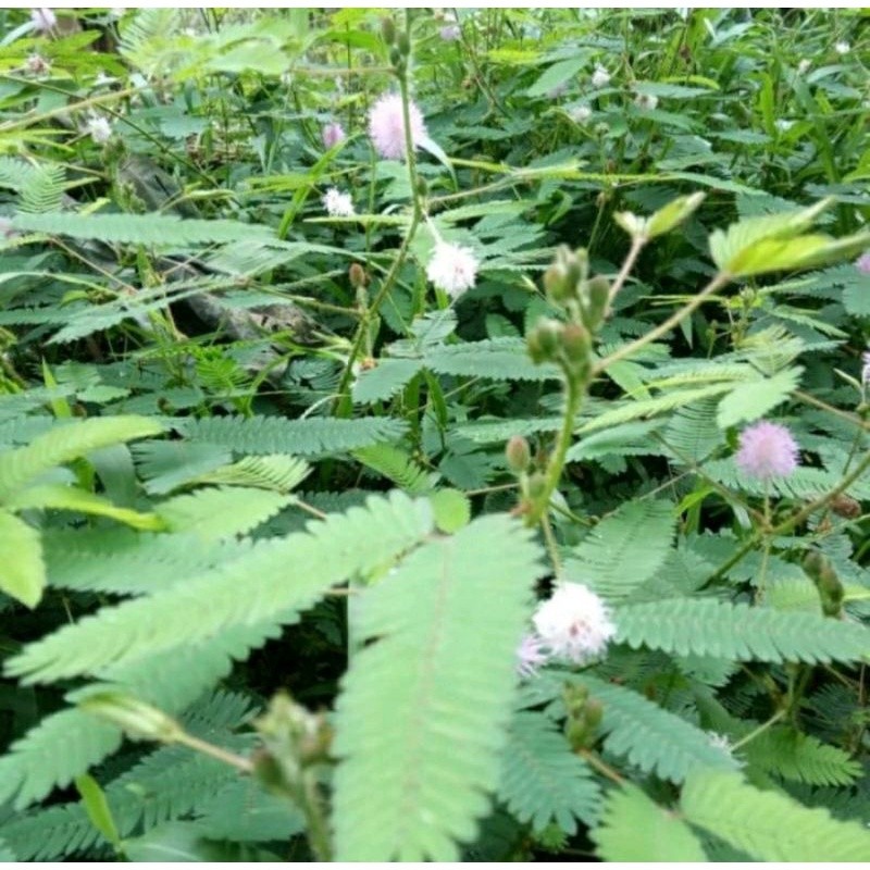 Daun Putri Malu Segar 1kg / Rumput Putri Malu / Bunga Putri Malu