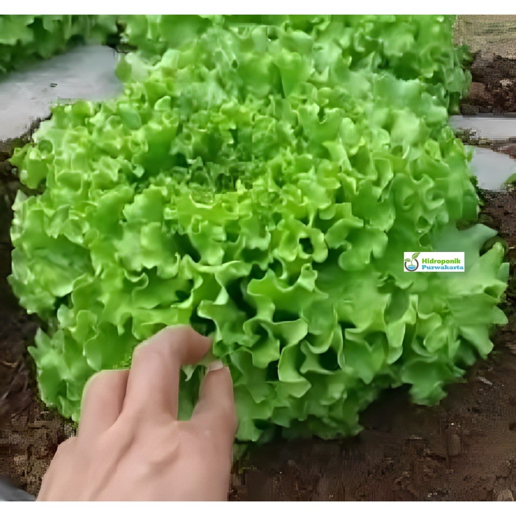 PROMOBenih Selada Batavia SLADARIA Selada Keriting Selada hijau Tipe Selada Caipira 1 gram Cap Tiga 