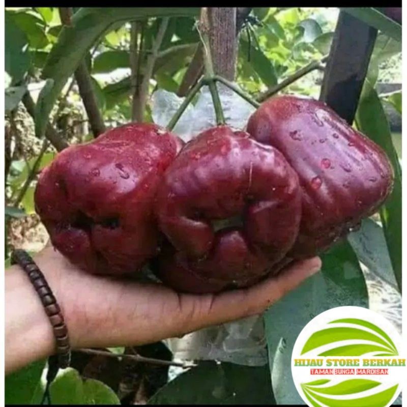 Nishantco- Bibit Jambu Dalhari Merah | Jambu Air Manis Berbunga/Berbuah