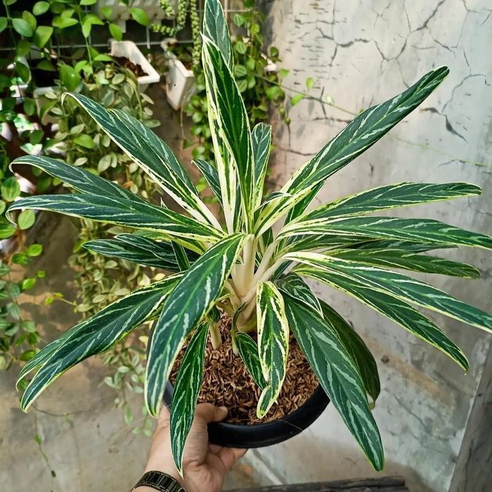 aglonema bamboo - Tanaman Hias Aglonema Bambu