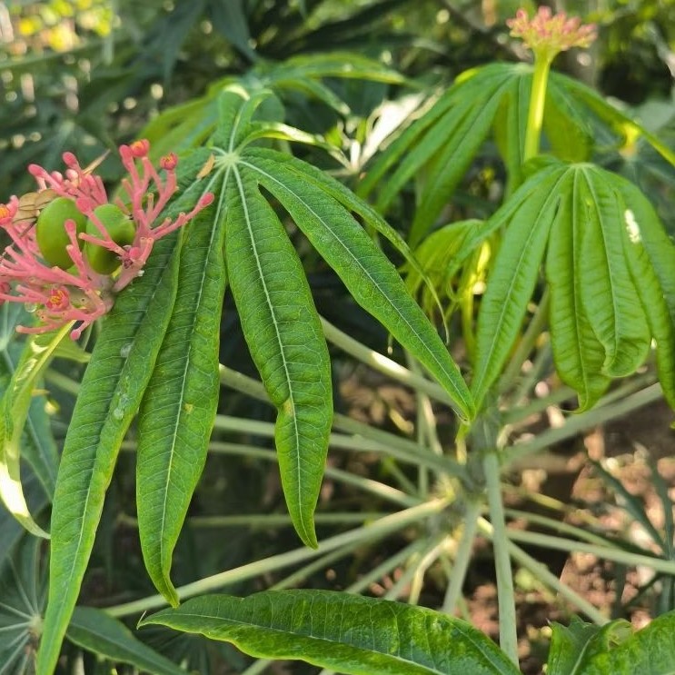 Stek tanaman Yodium yudium tanaman betadine obat luka