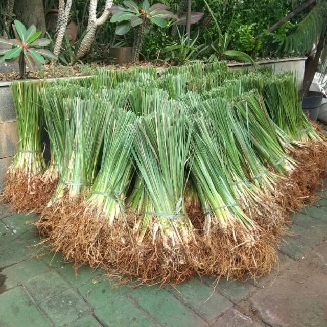 Promo grosir Rumput Vetiver Akar Wangi Bibit Rumput Vetiver Akar Wangi
