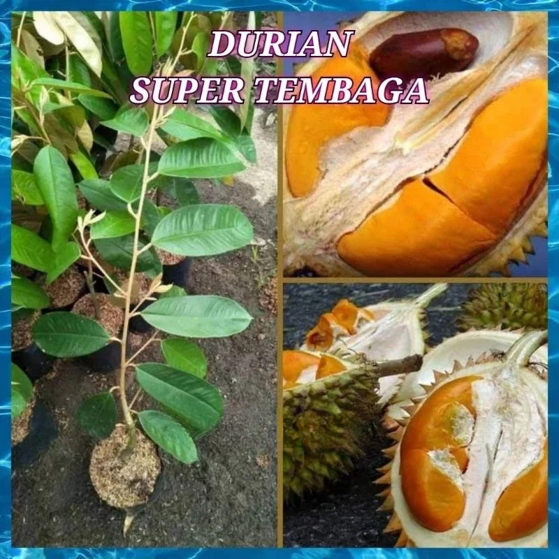 bibit durian super tembaga