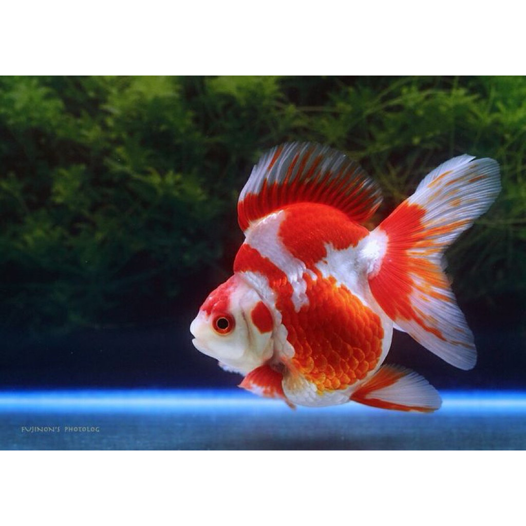 Promo riukin sz 9-11 cm  ryukin uk sedang calon jumbo bagus