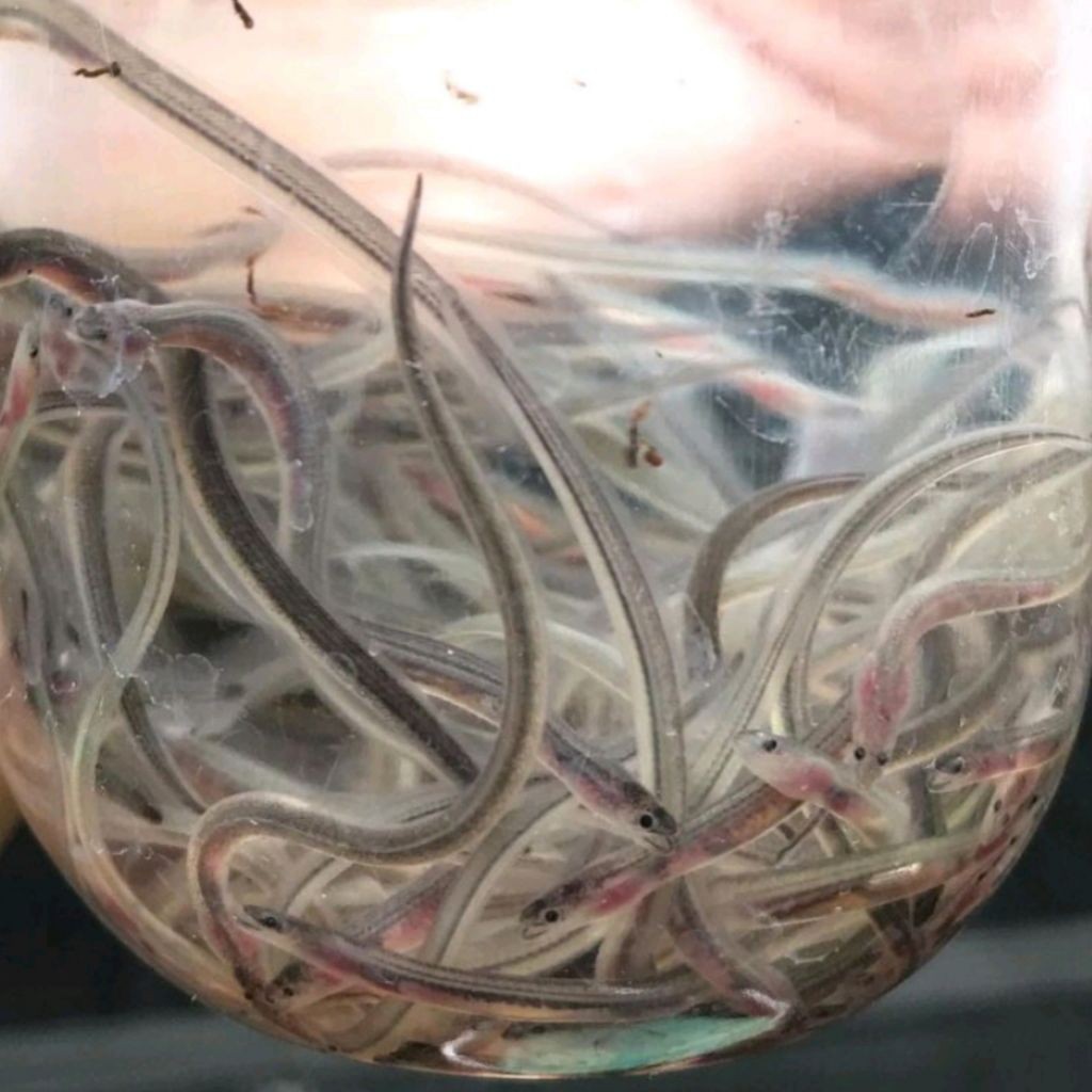 bibit / benih sidat glass eel berkualitas paket isi 150