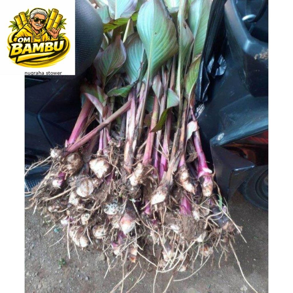 bibit ganyong, tanaman ganyong, bibit umbi ganyong, tanan herbal ganyong. DM