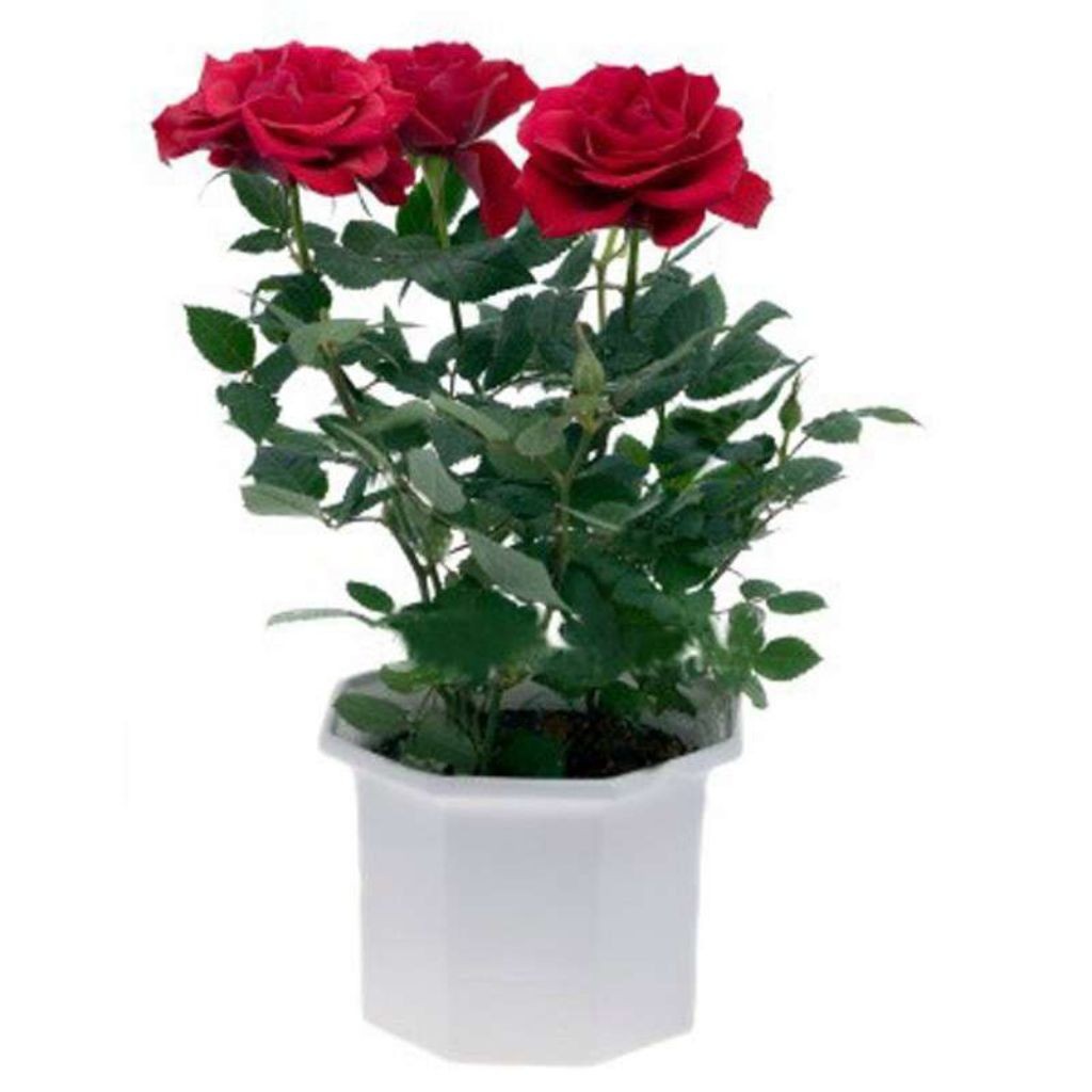 PRMO COD Tanaman Hias Mawar Holland Bunga Mawar Red Rose Sangat Rimbun