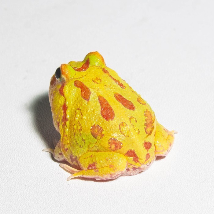 Katak Pacman / Pacman Frog / Kodok Pacman / Kodok Hias / Sunburst Brown Green Albino Strawberry  Siz