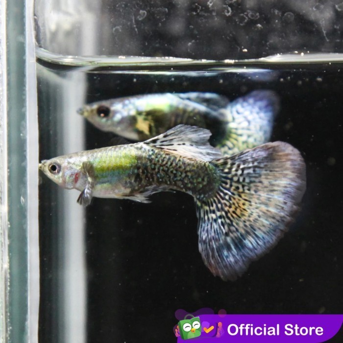 Guppy Green Dragon / Ikan Hias Air Tawar Aquascape
