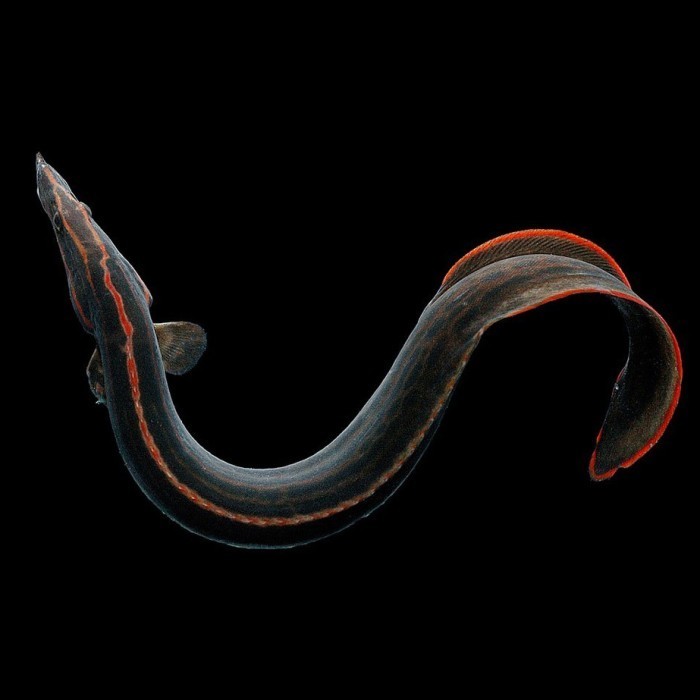 Fire Eel / Sili Api / Mastacembelus Erythrotaenia