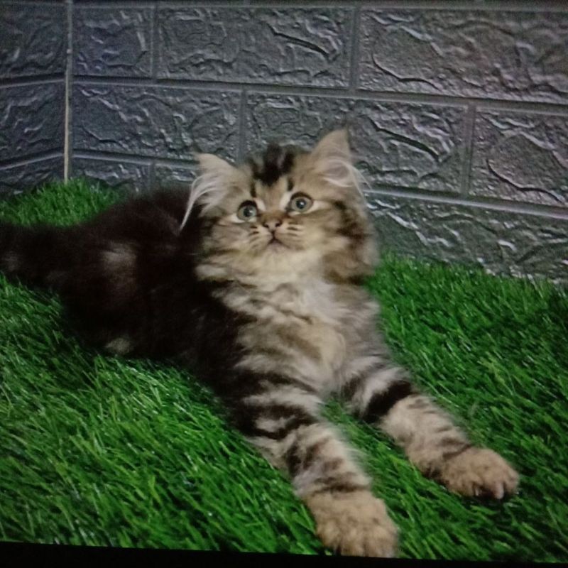 kucing kitten nowergian mix mc