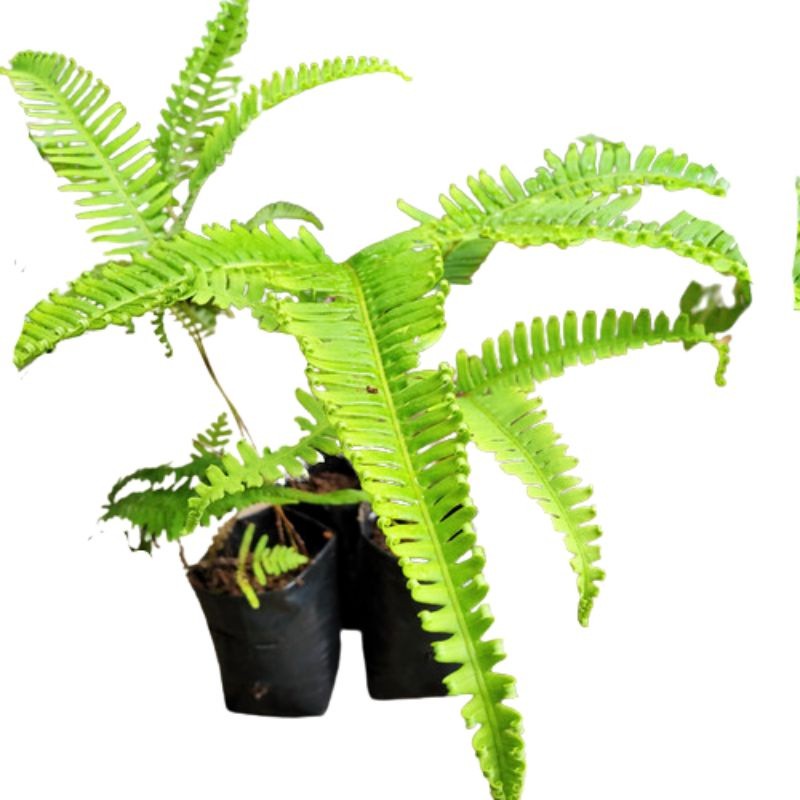 Tanaman Pakis paku andam tbg