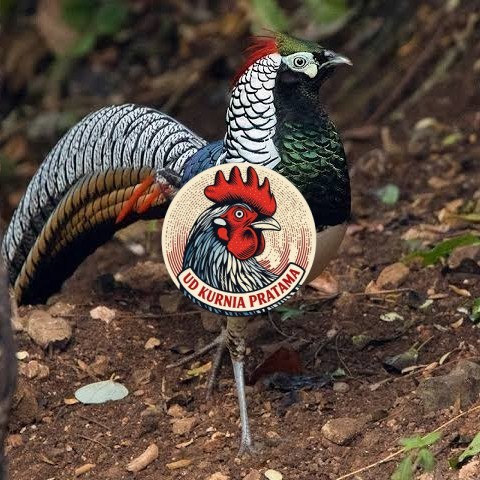 Telur ayam hias ringneck lady amherst pheasant fertil asli UD KURNIA PRATAMA