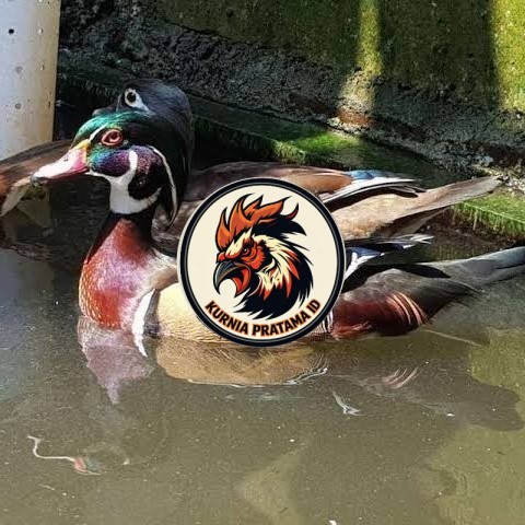 Telur bebek hias caroline duck fertil untuk ditetaskan Langsung KURNIA PRATAMA ID