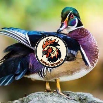 Telur bebek hias caroline duck fertil bisa ditetaskan Langsung KURNIA PRATAMA ID