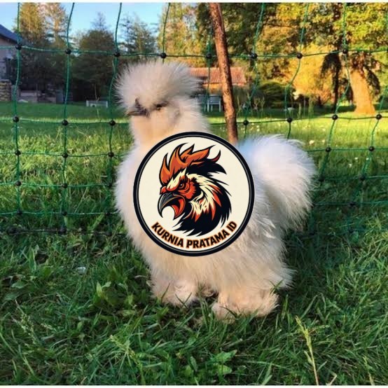 Telur ayam kapas hias fertil asli siap ditetaskan - ayam kapas KURNIA PRATAMA ID