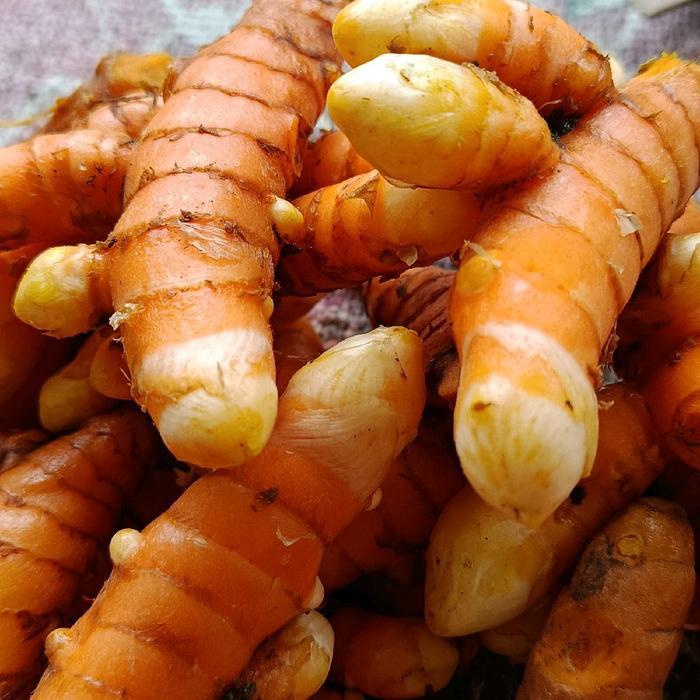 KUNYIT SEGAR KONENG KUNYIT SAYUR SEGAR 1KG