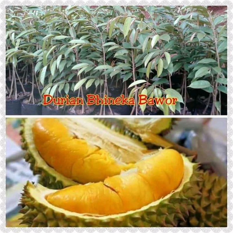 BIBIT DURIAN BAWOR TUNGGAL ASLI OKULASI/SAMBUNG CEPAT BERBUAH