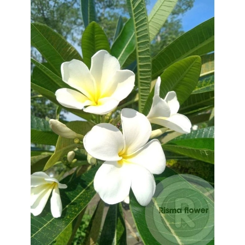 POHON BUNGA KAMBOJA BALI PUTIH ( STEK BATANG BARU ) TANAMAN KAMBOJA BALI BUNGA PUTIH