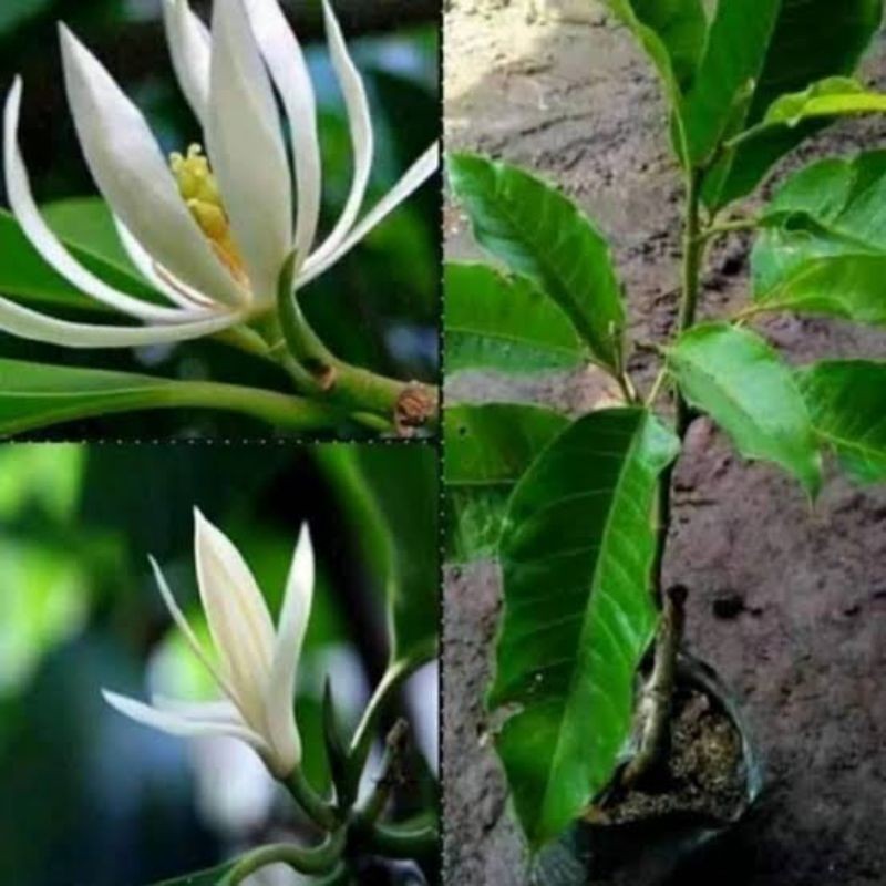 Bibit Bunga Kantil Putih Asli / Cempaka Putih Hasil Cangkok Cepat Berbunga