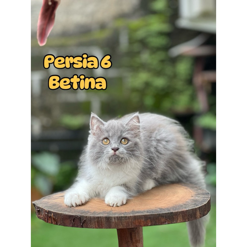 Kucing Persia Anggora Himalaya Ragdoll Peaknose British shorthair Mainecoon sphinx bengal