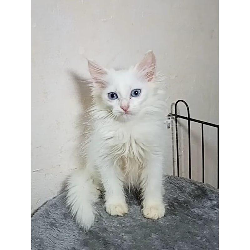 Kucing persia mix mainecoon white solid - MK01 PELUNASAN