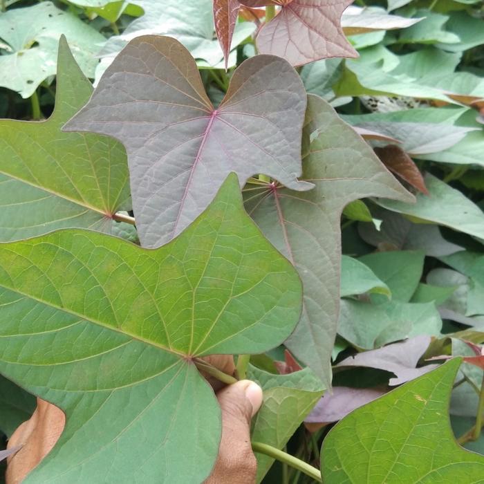 Bibit 50 Stek Ubi Jalar Ungu Jepang