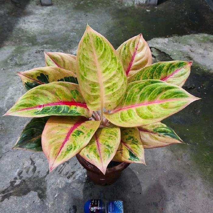 Bibit tanaman hias aglonema Tequila sunrise