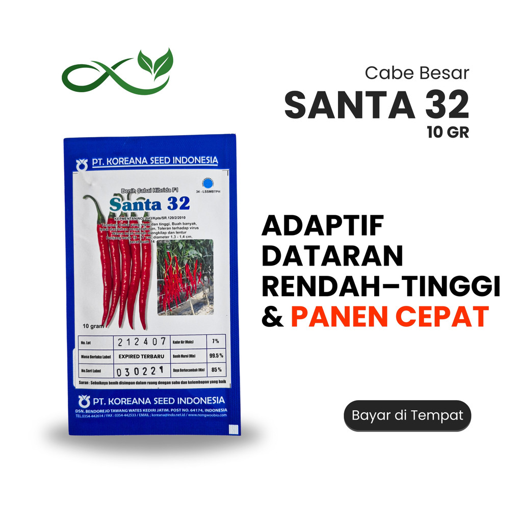 Benih Cabe Besar F1 SANTA 32 – Adaptif Dataran Rendah–Tinggi & Panen Cepat