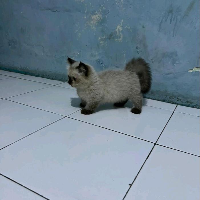 kucing cebol himalaya/kucing kaki pendek/kucing munchkin/kucing munchin munckin