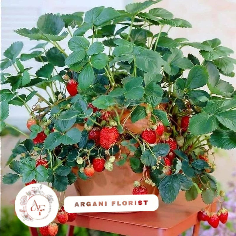 Tanaman Bibit Buah STRAWBERRY MENCER Siap BERBUAH - Bibit Tanaman Pohon Buah Strawberry Hidup Sudah 