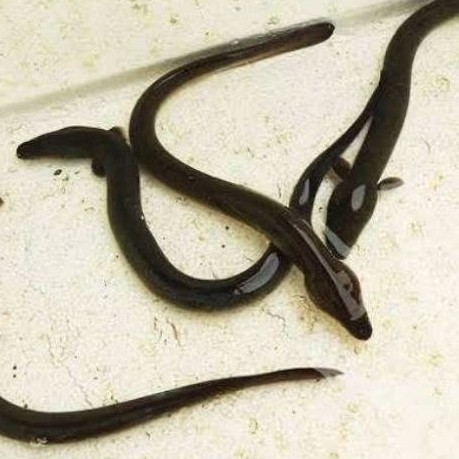 sidat hidup ukuran 60 - 80 hiasan akuarium