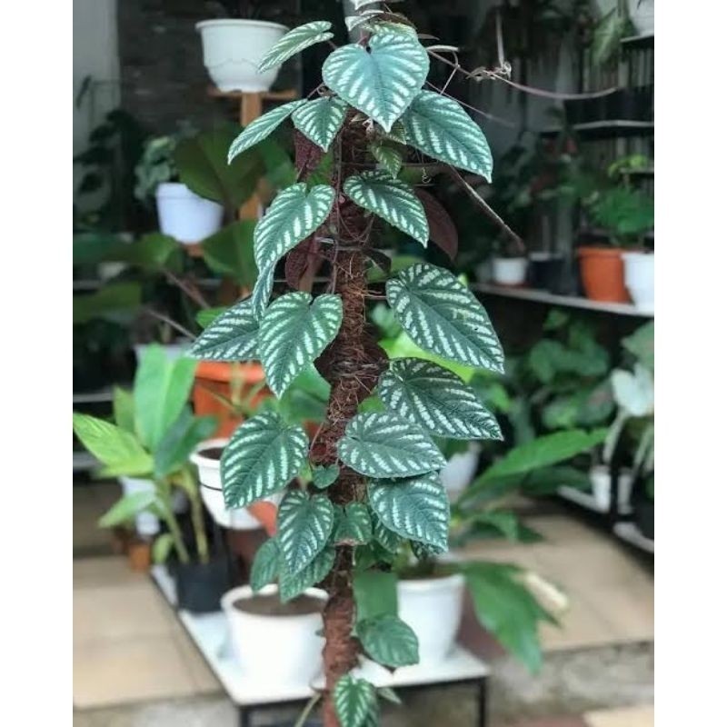 Tanaman hias sirih keraton +turus penyangga tanaman/sirih keraton