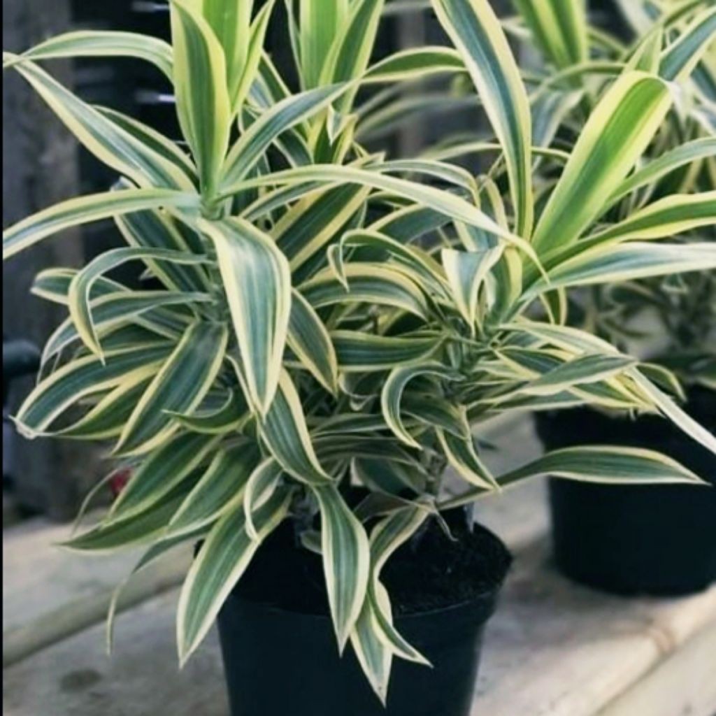 Tanaman Sri Rejeki Varigata Putih // Tanaman Hias Sri Rezeki Varigata Putih.