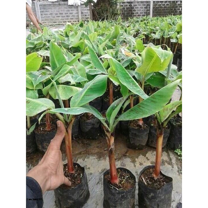 bibit pisang ambon putih/Bibit pisang ambon/benih pisang sunpride cavendish ambon super