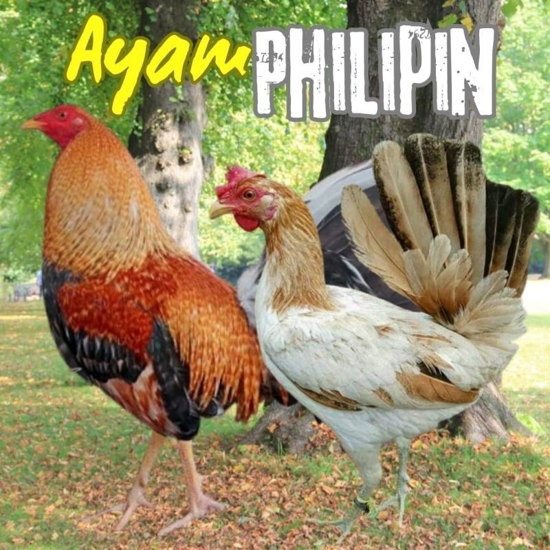 telur ayam philipin asli AK47 petarung bisa untuk di tetaskan