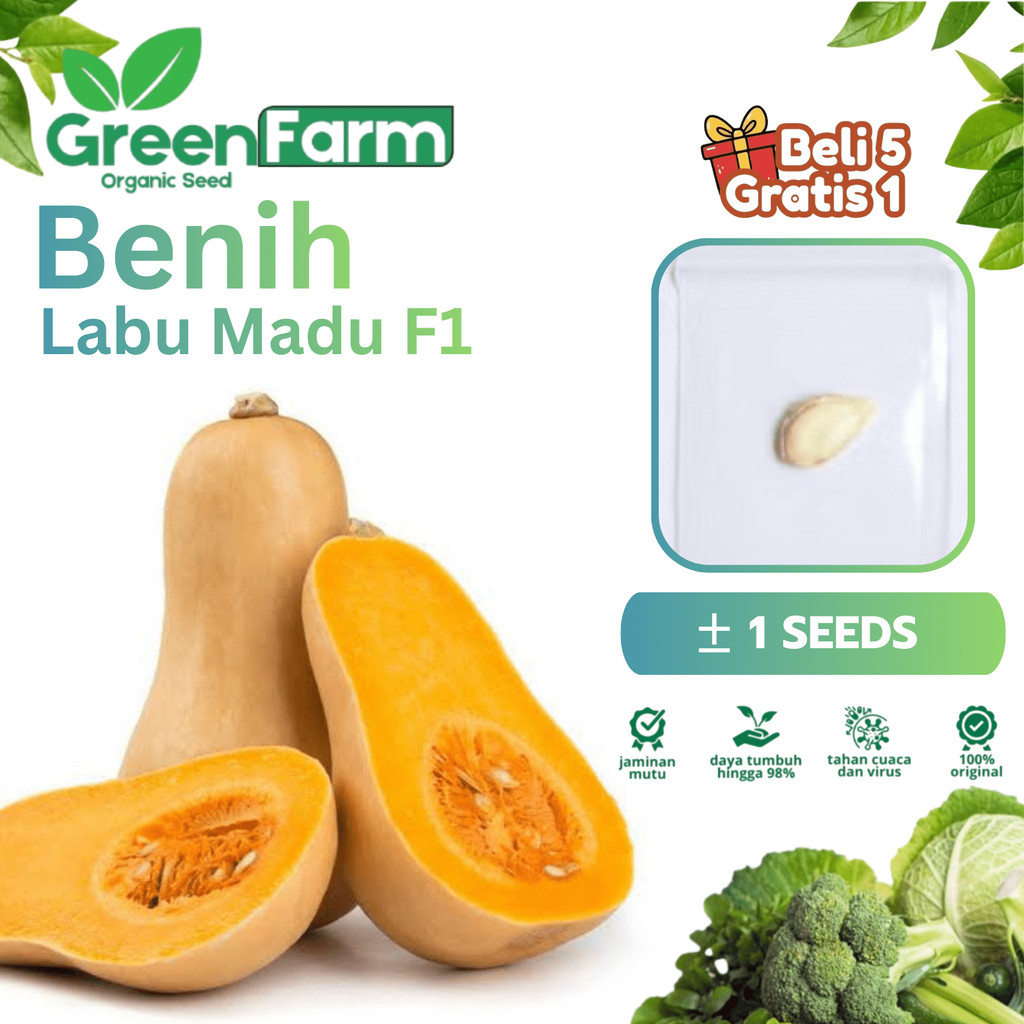 1 Biji - Benih Labu Madu Hibrida F1 - Bibit Buah Labu Butternut