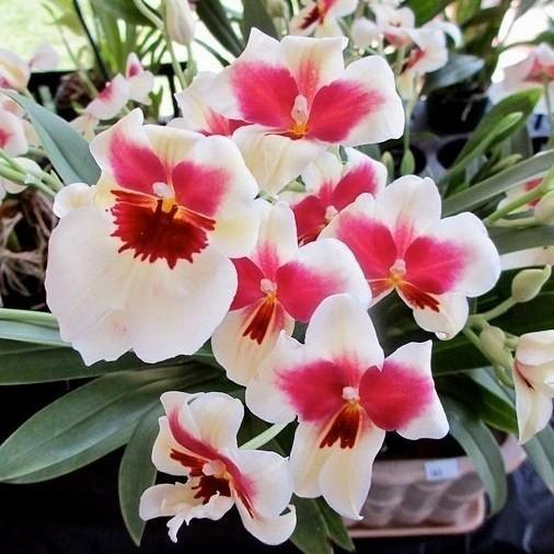 anggrek dendrobium merah putih IB