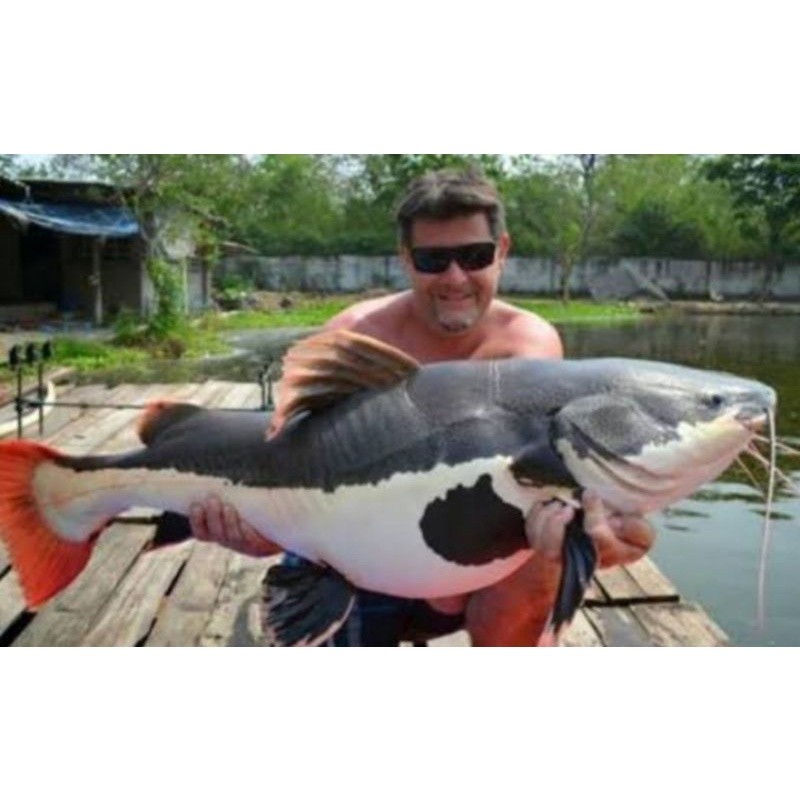 Ikan RTC 8-10cm Lincah Dan Sehat bisa super jumbo