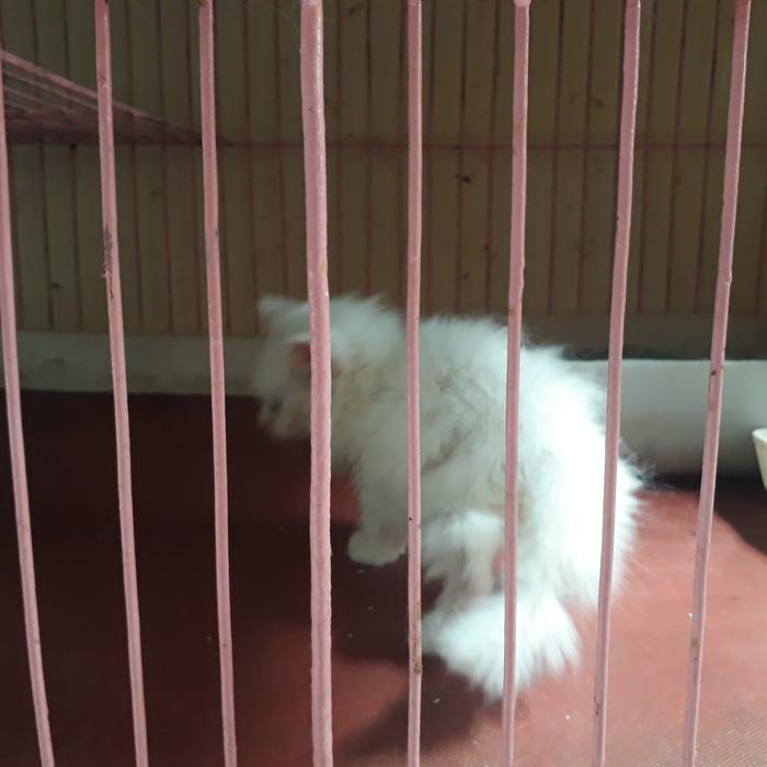 Kucing Persia/anak kucing persia/ Kucing Persia Medium/ Kucing Anggora - Persia 2 bulan