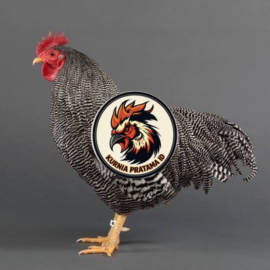 Telur ayam barred plymouth rock / telur ayam hias fertil siap tetas KURNIA PRATAMA ID