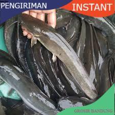 Lele konsumsi  segar sudah di bersihkan 1KG  GROSIR BANDUNG