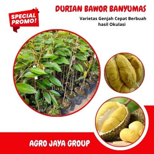 BIBIT DURIAN BAWOR banyumas,asli okulasi,,buahnya lebat,,